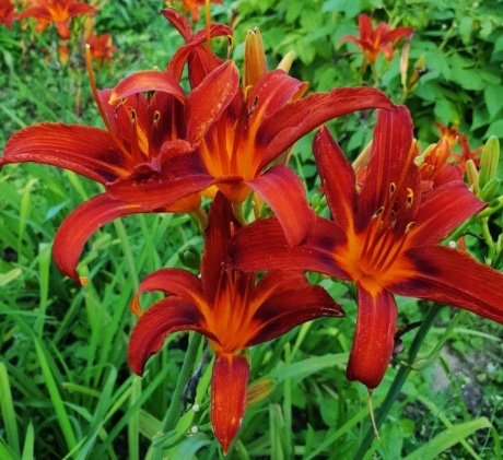 red magice.jpg