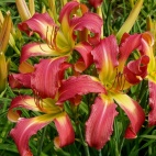 Daylily-Supergirl-1.jpg