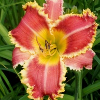 daylily-The-Orthodontist-4.jpg