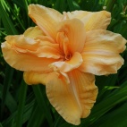 Apricot beauty 4.jpg