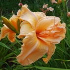 Apricot dream 3.jpg