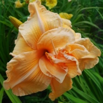 Apricot Dream.jpg
