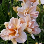 daylily-Carolina-Coastal-Breeze-2-2.jpg