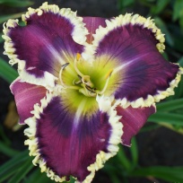 daylily-Veto-4.jpg