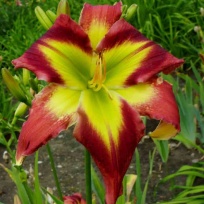 daylily-Crimson-And-Clover-6.jpg