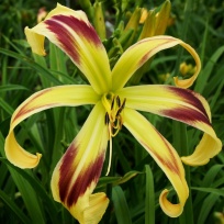 Daylily-Hawkman-2-2.jpg