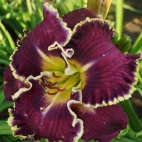 Daylily-Year-of-Jubilee-1.jpg