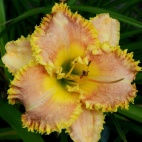 Daylily-Gaudeamus-5.jpg