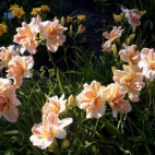 daylily-Carolina-Coastal-Breeze-3-1.jpg