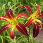 daylily-Great-Red-Dragon-1.jpg