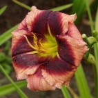 daylily-One-Eye-Willie-1 (1).jpg