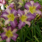 Daylily-Apatura-Lavender-Angel-2-1-800x800.jpg