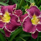 Daylily-Year-of-Jubilee-2-1.jpg