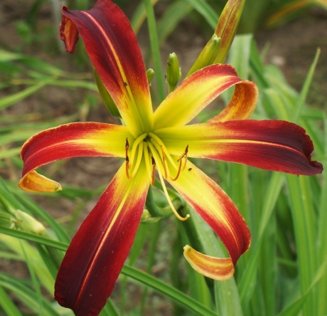 daylily-Great-Red-Dragon-3.jpg