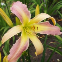 daylily-Hawkwoman.jpg