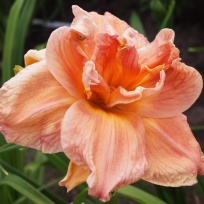 daylily-Carolina-Coastal-Breeze.jpg