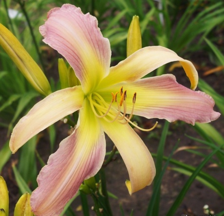 daylily-Hawkwoman.jpg