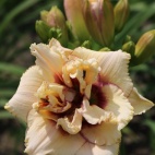 Hemerocallis-Crinkled-fantasy-vs.jpg