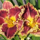 daylily-Without-Words-2.jpg