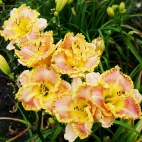 Daylily-Gaudeamus-3-1.jpg