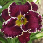 Daylily-Year-of-Jubilee.jpg