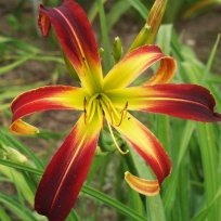 daylily-Great-Red-Dragon-3.jpg