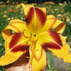 Hemerocallis-Cosmo-Queen-1.jpg