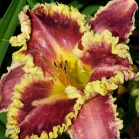 daylily-Without-Words-1.jpg