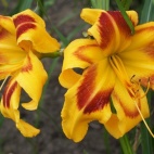 Hemerocallis-Cosmo-Queen-2-1-800x602.jpg