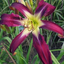 Daylily-Heavenly-Way-Big.jpg