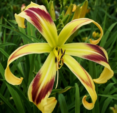 Daylily-Hawkman-2-2.jpg