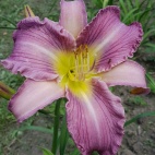Apatura Lavander angel 3.jpg