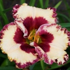 Daylily-Marilyn-Monroe.jpg