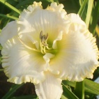 Daylily-Michael-Miller.jpg