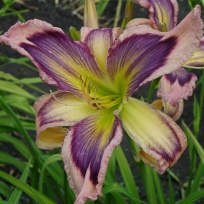 Daylily-Exotic-Starfish-2-1.jpg