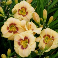 Daylily-Custard-Candy-5.jpg