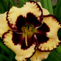 daylily-Special-Candy-5.jpg
