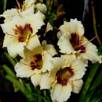 daylily-Siloam-Ury-Winniford-1.jpg