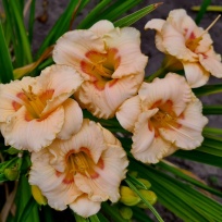 Daylily-Siloam-Baby-Talk-7.jpg