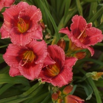 Daylily-Siloam-Jim-Cooper-2.jpg