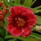 Daylily-Siloam-Jim-Cooper-4.jpg