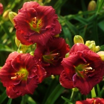 Daylily-Siloam-Grace-Stamile-1.jpg