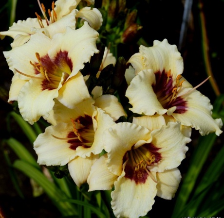 daylily-Siloam-Ury-Winniford-1.jpg