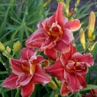 Daylily-Tequila-Rose-3.jpg