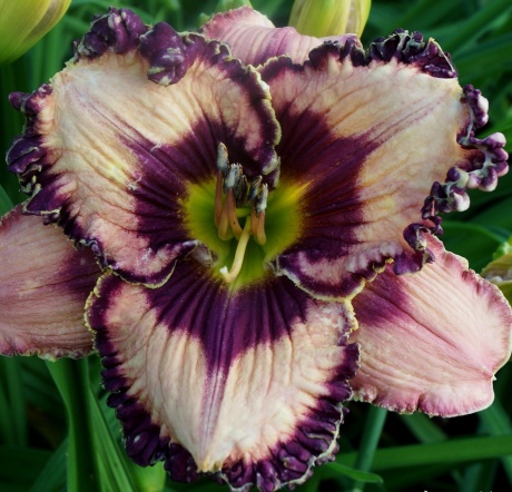 Viendienė-Apatura-Happy-Day.jpg
