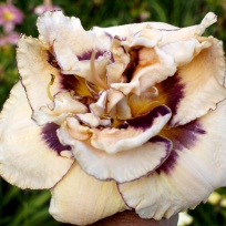 daylily-My-Friend-Wayne-5.jpg