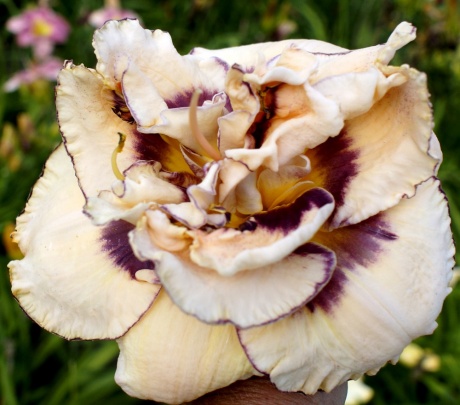 daylily-My-Friend-Wayne-5.jpg