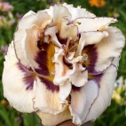 daylily-My-Friend-Wayne-2-2.jpg
