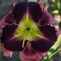 Daylily-Apatura-Big-Black-Eyes-3.jpg