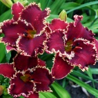 daylily-Van-Helsing-2-2.jpg